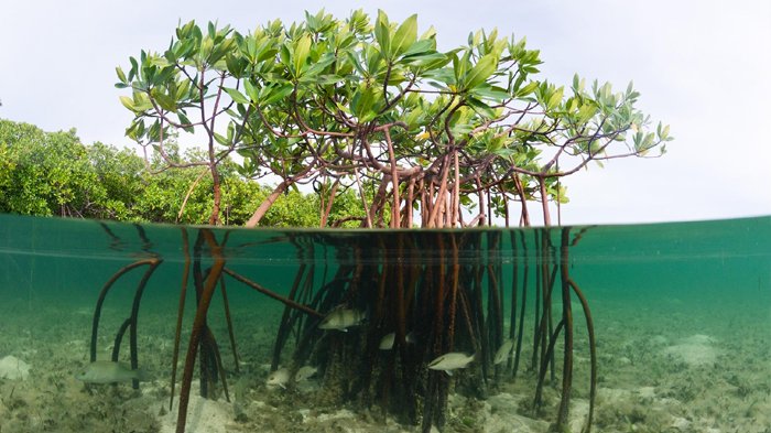 mangrove_20180719_203227